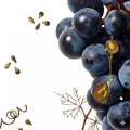 Vitis Vinifera (Grape) Seed Oil