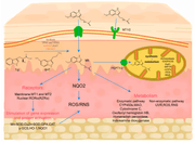 Follicle Growth Activation